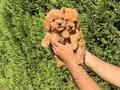 Teacup Toy Poodle Yavrular