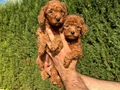 Teacup Toy Poodle Yavrular