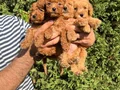 Teacup Toy Poodle Yavrular