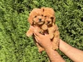 Teacup Toy Poodle Yavrular