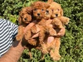 Teacup Toy Poodle Yavrular
