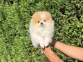 Ayı Surat Pomeranian Boo
