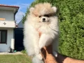 Ayı Surat Pomeranian Boo