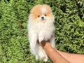 Ayı Surat Pomeranian Boo