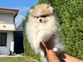 Ayı Surat Pomeranian Boo