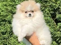 Ayı Surat Pomeranian Boo