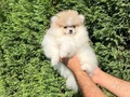 Ayı Surat Pomeranian Boo