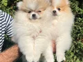 Ayı Surat Pomeranian Boo