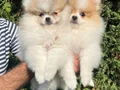 Ayı Surat Pomeranian Boo
