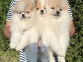Ayı Surat Pomeranian Boo