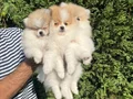 Ayı Surat Pomeranian Boo