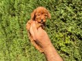 Sıfır numara toy Poodle 