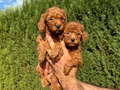 Sıfır numara toy Poodle 