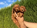 Sıfır numara toy Poodle 