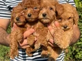 Sıfır numara toy Poodle 