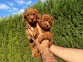 Sıfır numara toy Poodle 