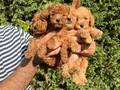 Sıfır numara toy Poodle 