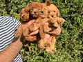 Sıfır numara toy Poodle 