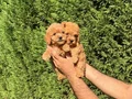 Sıfır numara toy Poodle 