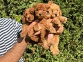 Sıfır numara toy Poodle 