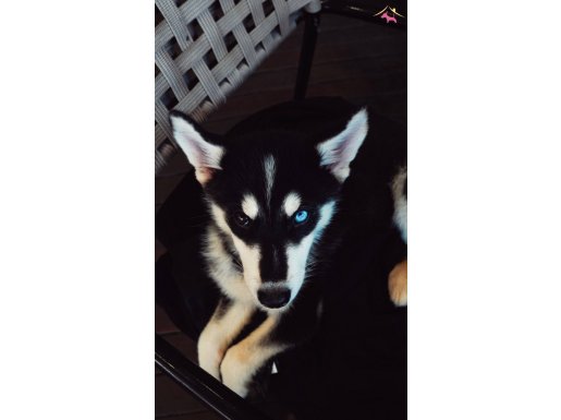 Sibirya husky 3 aylık