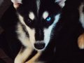 Sibirya husky 3 aylık