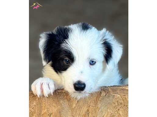 KORSAN MASKE ÜST KALİTE BATININ TEK YAVRUSU