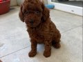 RED BROWN TOY POODLE