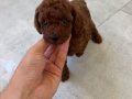 RED BROWN TOY POODLE