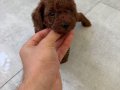 RED BROWN TOY POODLE