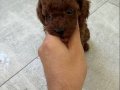 RED BROWN TOY POODLE