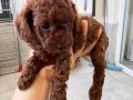 RED BROWN TOY POODLE