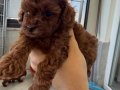 RED BROWN TOY POODLE