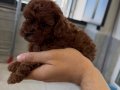 RED BROWN TOY POODLE