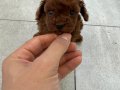 RED BROWN TOY POODLE