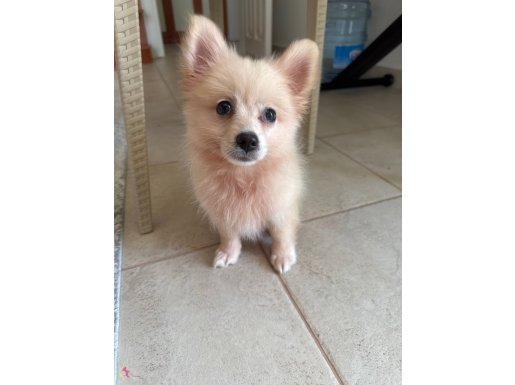 3.5 aylık dişi pomerian boo