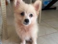 3.5 aylık dişi pomerian boo