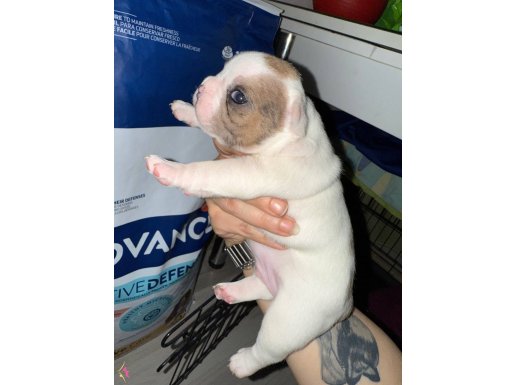 Freng boldog yavrusu Ankara 