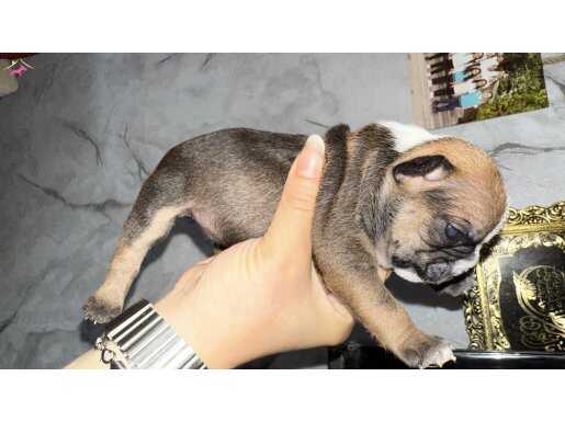Yavru French boldog 