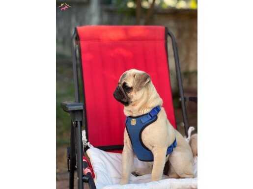 6 aylık dişi pug