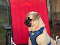 6 aylık dişi pug