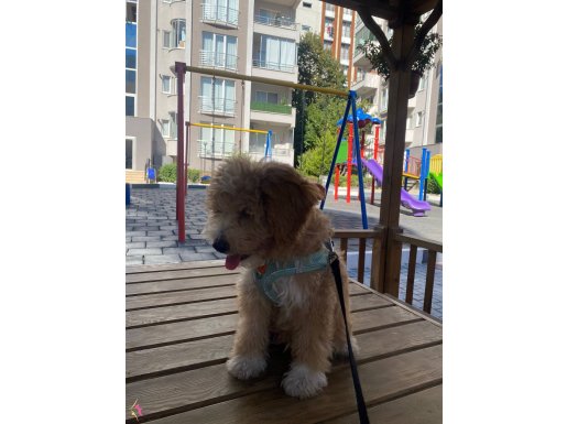 maltipoo