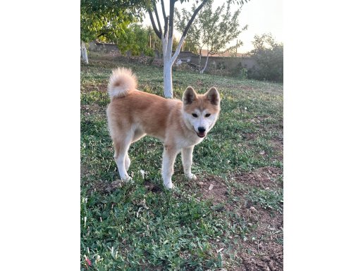 Dişi akita yavrumuz karneli cipli 