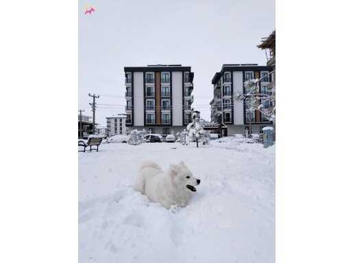 Aile dostu samoyed