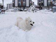 Aile dostu samoyed