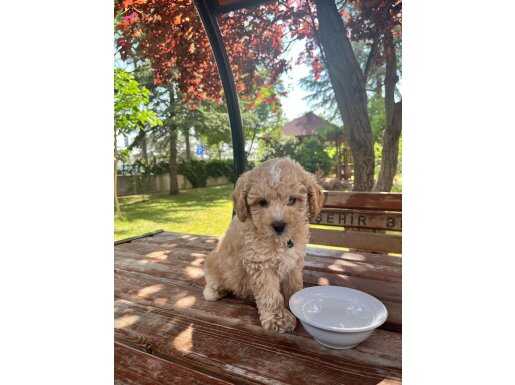 Ankaranın en güzel Toy Poodleu