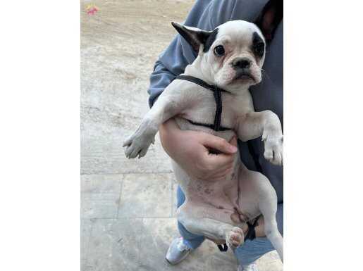 Ruhsatli  dişi french buldog