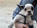 Ruhsatli  dişi french buldog
