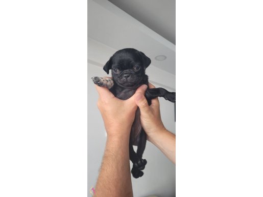 Pug Siyah Erkek Karizma