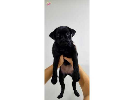 Sevimli Mini Pug - Eğitimli,Sağlıklı ve Çok Cana Yakın!